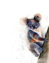 Koala | Obraz na stenu