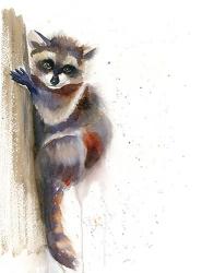 Raccoon II | Obraz na stenu