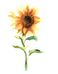 Sunflower III | Obraz na stenu
