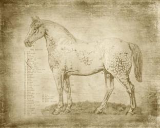 Horse Anatomy 101 | Obraz na stenu
