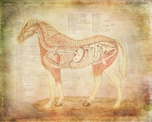 Horse Anatomy 201 | Obraz na stenu
