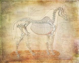 Horse Anatomy 301 | Obraz na stenu
