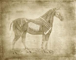 Horse Anatomy 401 | Obraz na stenu