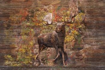 Moose Meadow | Obraz na stenu