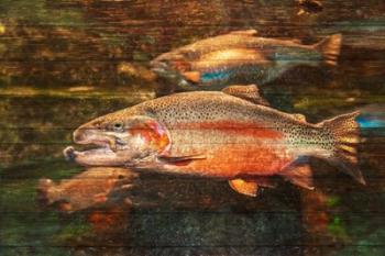 A Good Day to Be a Salmon | Obraz na stenu