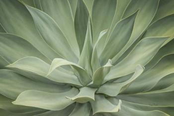 Elegant Agave | Obraz na stenu