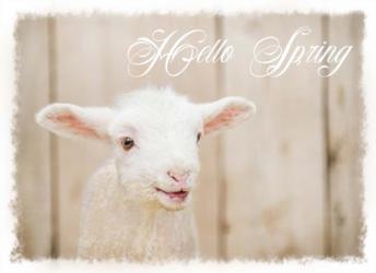 Hello Spring Lamb | Obraz na stenu