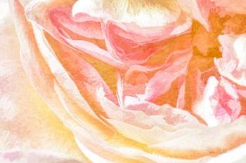 Close-up Rose | Obraz na stenu