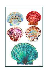 Seashell Collection I | Obraz na stenu