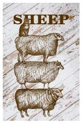Sheep | Obraz na stenu