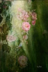 Evening Light on Roses II | Obraz na stenu