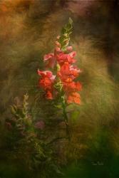 Snapdragon Twilight II | Obraz na stenu