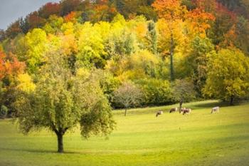 Peaceful Pasture II | Obraz na stenu