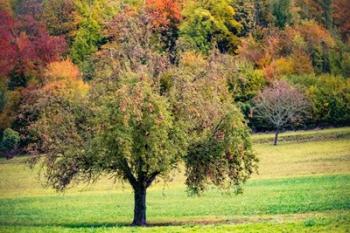 Tree in the Pasture | Obraz na stenu