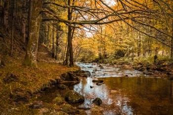 Black Forest River | Obraz na stenu