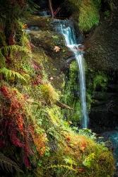 Black Forest Lower Falls | Obraz na stenu