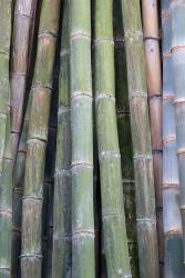 Bamboo Fence | Obraz na stenu
