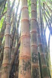 Bamboo Grove Sunburst | Obraz na stenu