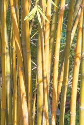 Golden Bamboo | Obraz na stenu