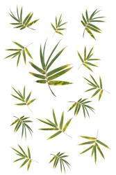 Bamboo Leaf Collection | Obraz na stenu