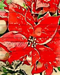 Poinsettia Red | Obraz na stenu