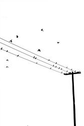 Birds on a Wire | Obraz na stenu
