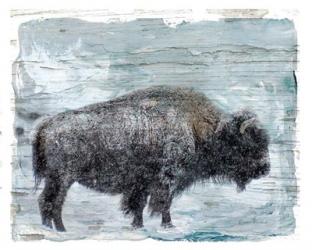 Winter Buffalo | Obraz na stenu