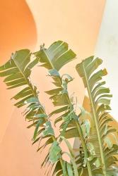 Tropical Dream II | Obraz na stenu