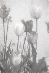 Tulips III | Obraz na stenu