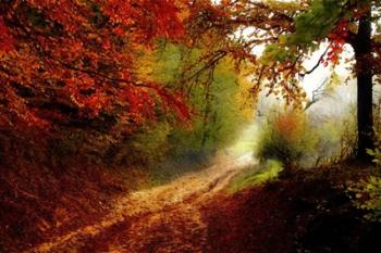 Autumn Forest Edge | Obraz na stenu