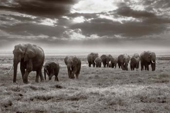 Amboseli elephants | Obraz na stenu