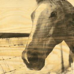 Portrait of a Horse | Obraz na stenu