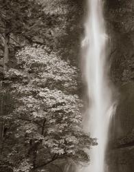 Multnomah Falls | Obraz na stenu