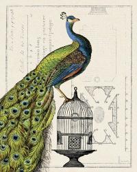 Peacock Birdcage I | Obraz na stenu