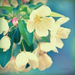 Natures Apple Blossom | Obraz na stenu