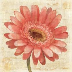 Blushing Gerbera on Cream | Obraz na stenu