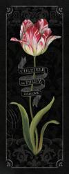 Tulipa Botanica III | Obraz na stenu