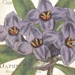 Purple Floral | Obraz na stenu