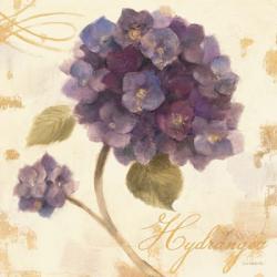 Abundant Hydrangea I | Obraz na stenu