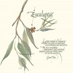 Eucalyptus | Obraz na stenu