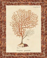 Gorgonia Granulata Marble | Obraz na stenu