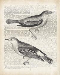 Vintage Birds on Newsprint | Obraz na stenu