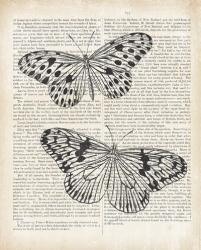Vintage Butterflies on Newsprint | Obraz na stenu