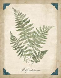 Vintage Ferns IX | Obraz na stenu
