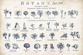 Botany Tab VIII Indigo and White | Obraz na stenu