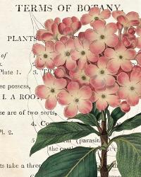 Bicolor Phlox Botany | Obraz na stenu