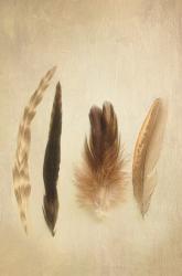 Feathers I | Obraz na stenu