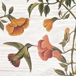Vintage Hummingbird II | Obraz na stenu
