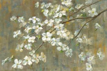 Dogwood in Spring | Obraz na stenu