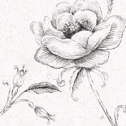 Blossom Sketches II | Obraz na stenu